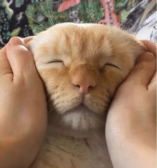 给猫做脸部按摩时可能手法太好了猫这表情好享受