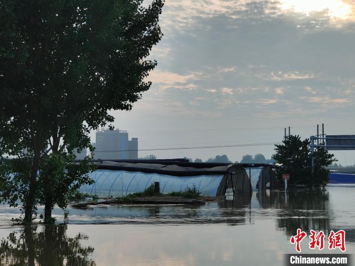 图为蔬菜大棚上部露出水面。杨大勇 摄