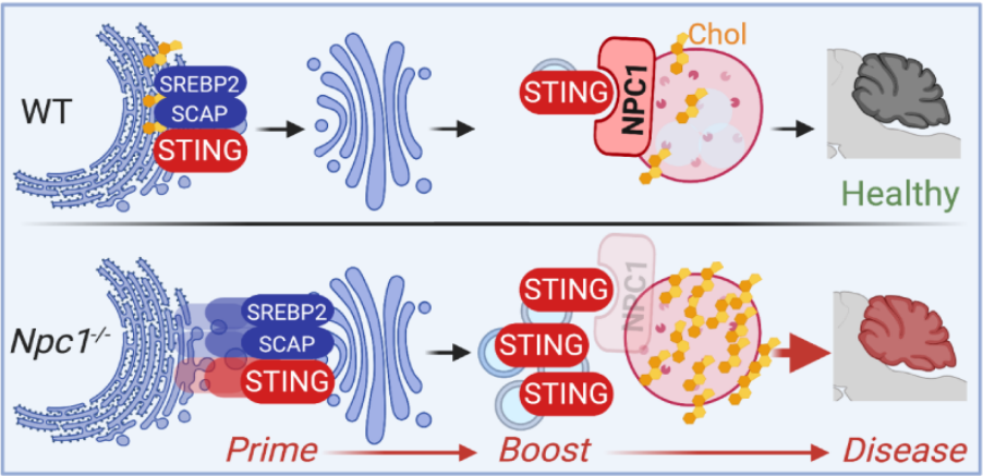2,nature | 闫楠团队报道不依赖cgas的 sting 激活——sting-irf3信号