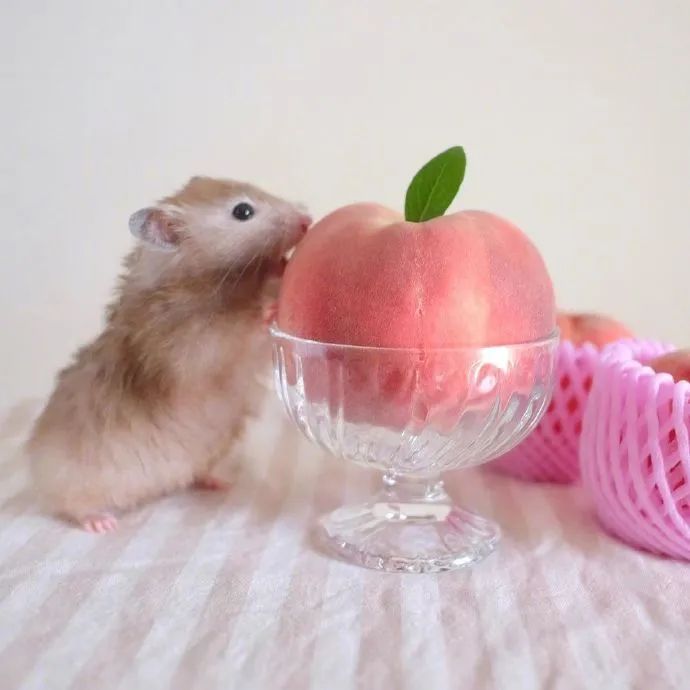 仓鼠和桃子的摆拍好次到jiojio翘上天