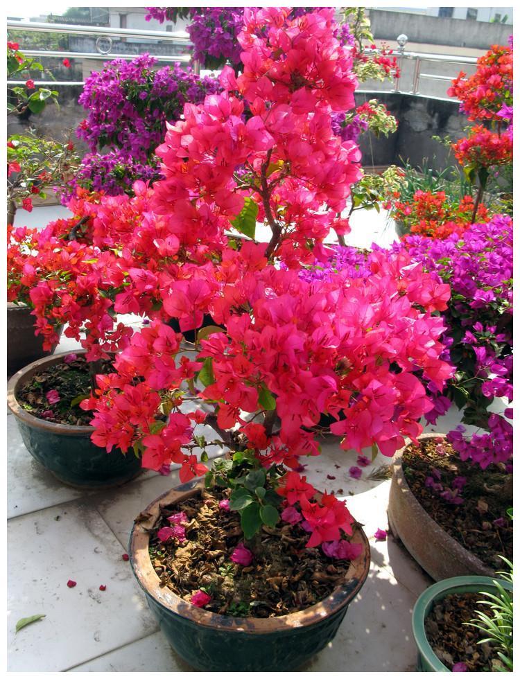 三角梅花如叶颜值超高的养花小白可入手好养易活