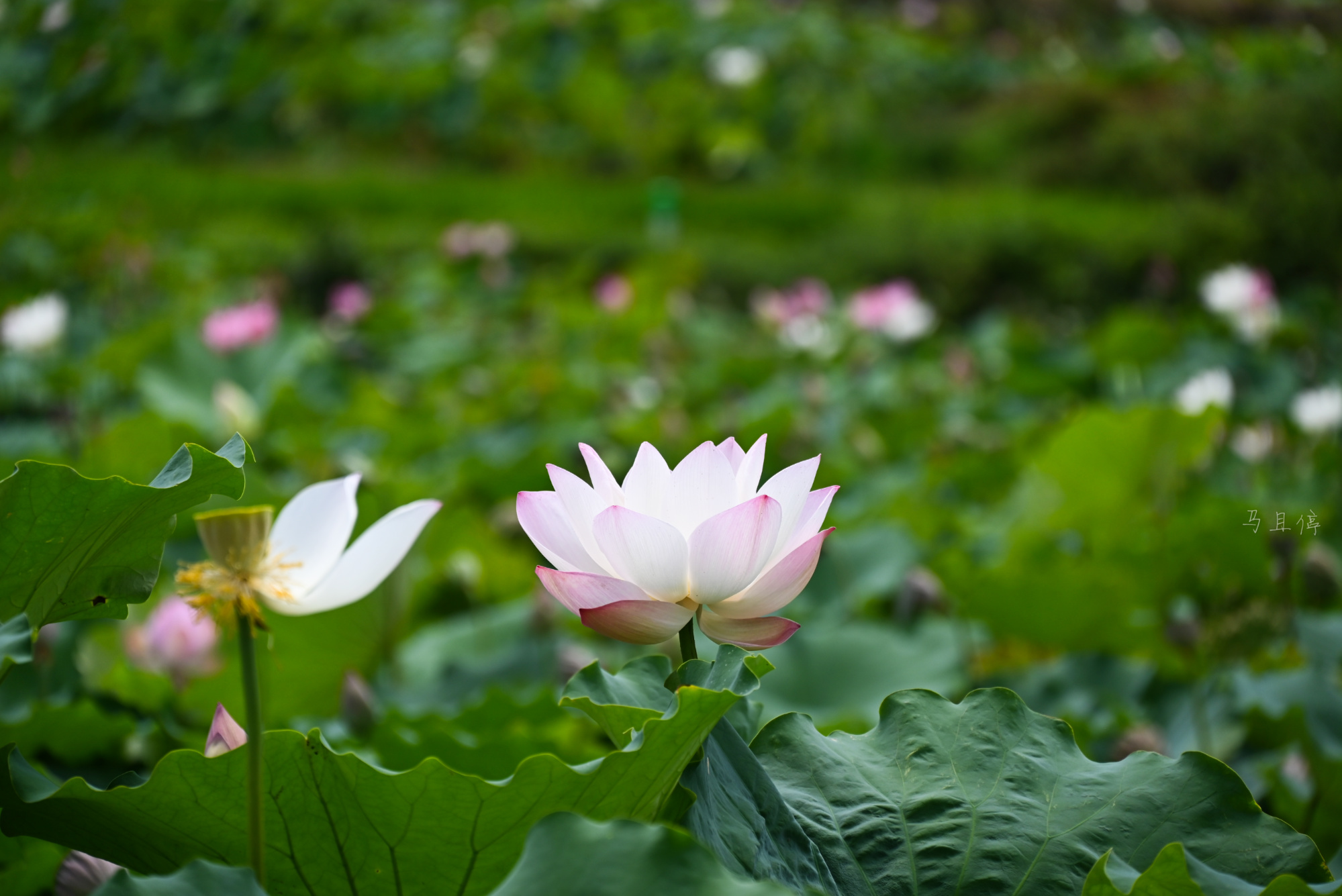 福建有个世界最大梯田莲海,面积相当于90个足球场