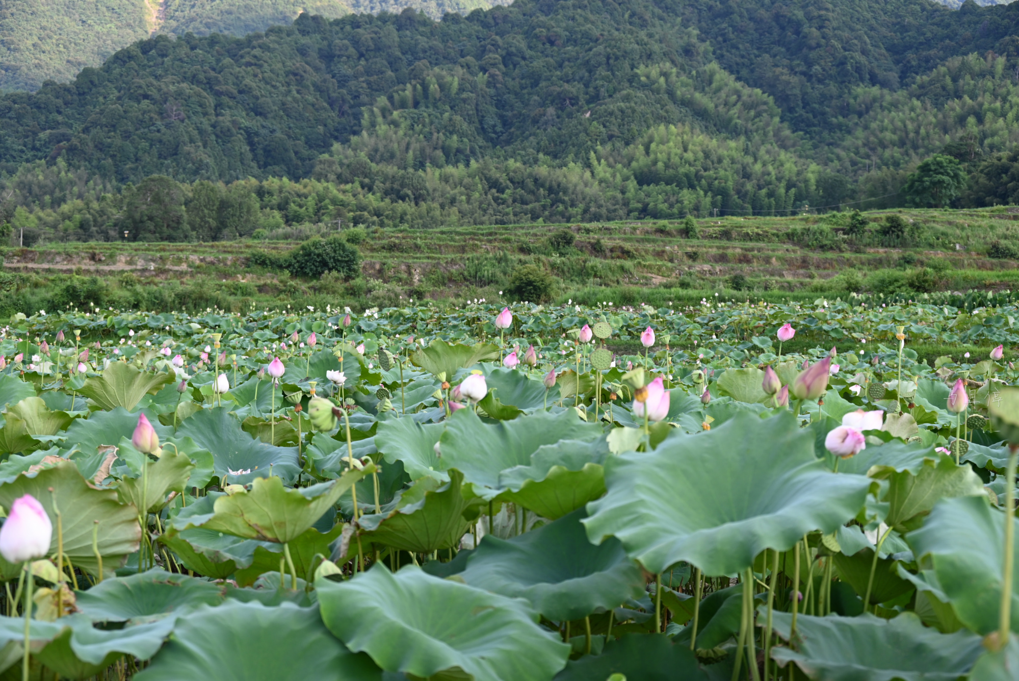 福建有个世界最大梯田莲海,面积相当于90个足球场