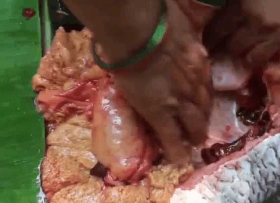 鲤鱼和自己平时看起来的鲤鱼,唯独不同的是,这条鲤鱼的肚子却非常的大