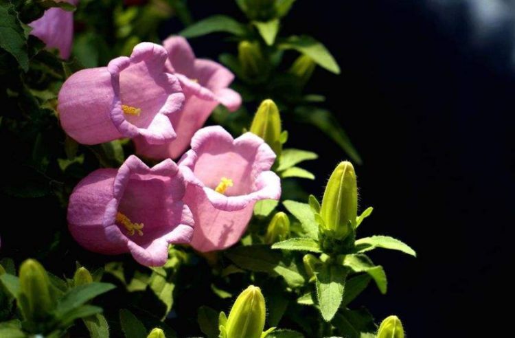 颜值超高的小花,风铃花勤晒太阳就开花,一开就是千