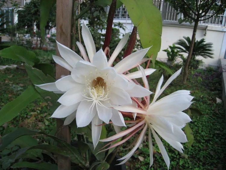 家养昙花开花,并不是只要品种对就能开花,而是要达到条件才行|昙花