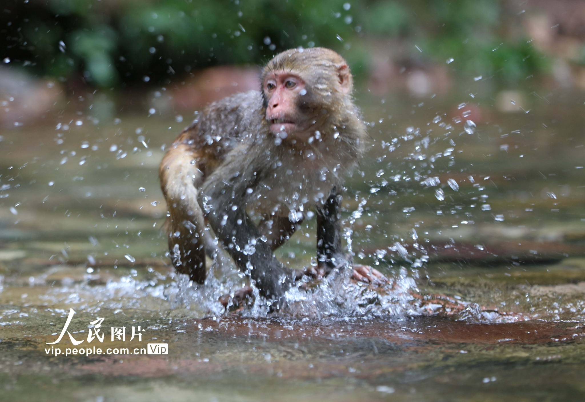 金鞭溪,成群的野生猕猴有的玩耍嬉戏,有的在纳凉休憩,有的在游泳戏水