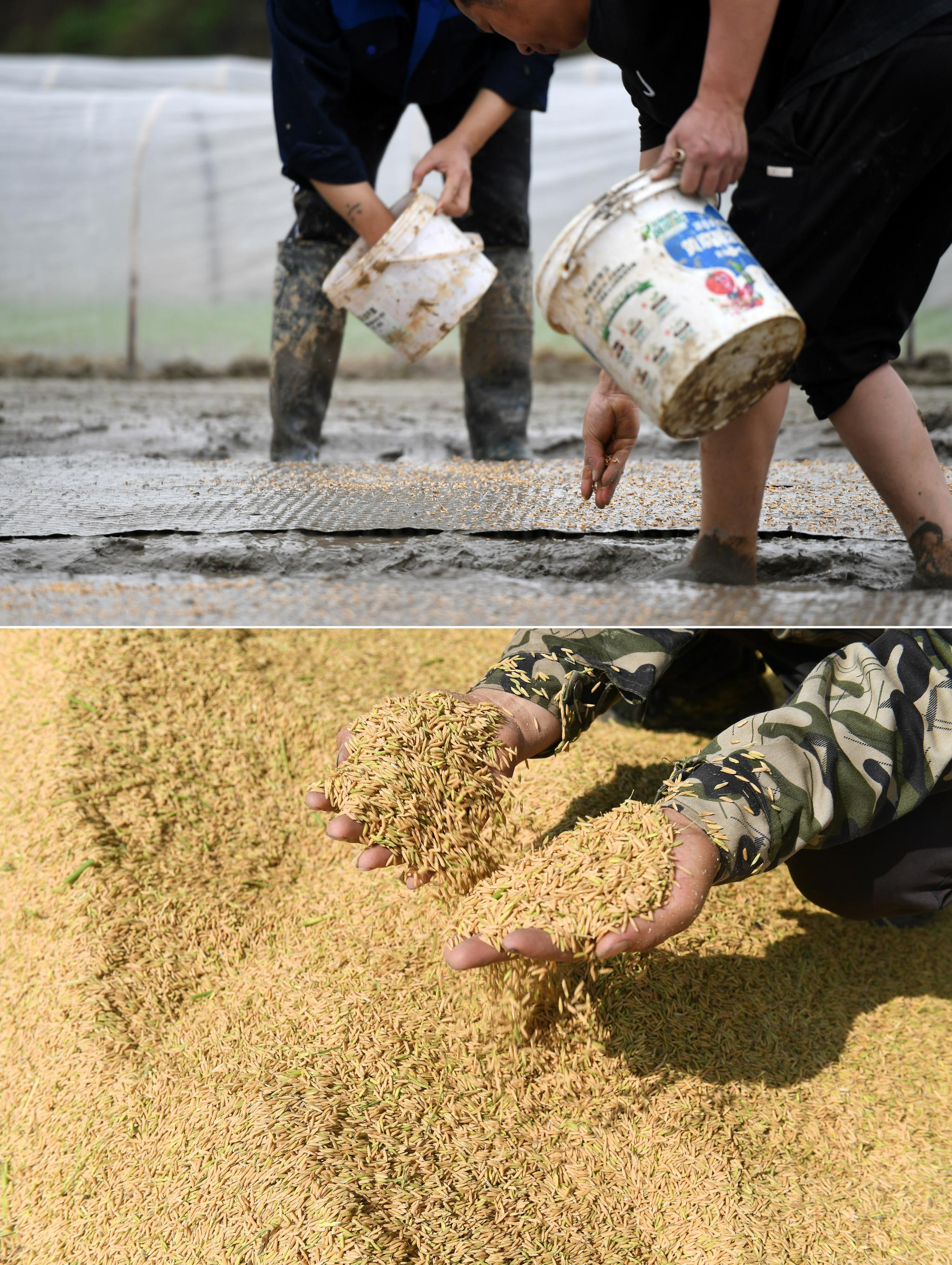 种粮大户蒋永诚的耕耘与收获