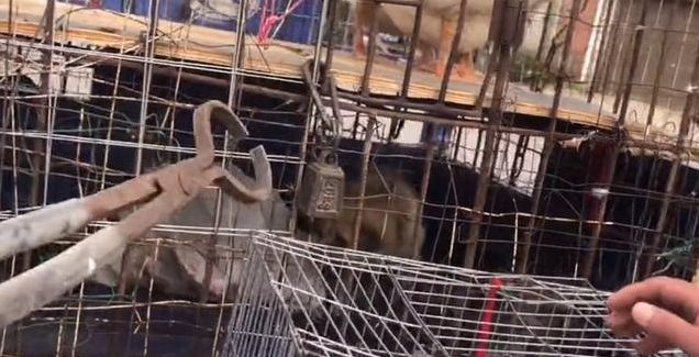 狗笼子里的狗狗快不行了,狗贩却不肯管它,狗贩:主人打的|贩子|狗狗