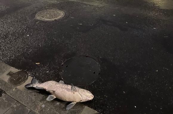 上海一男子在街头发现大鱼,比井盖还长,网友：趁没人快捡吧休闲区蓝鸢梦想 - Www.slyday.coM