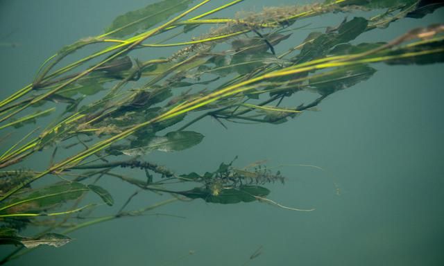 河里常见6种水草虽然能救饥荒喂家畜但汛期来了定要除