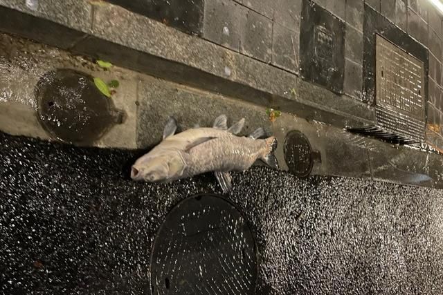 上海一男子在街头发现大鱼,比井盖还长,网友：趁没人快捡吧休闲区蓝鸢梦想 - Www.slyday.coM