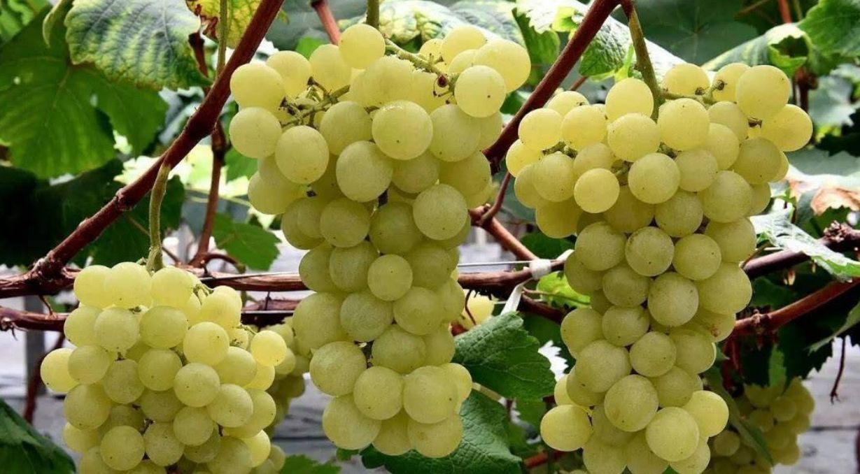 醉金香葡萄栽植技术想种青葡萄的新手老农都来看看