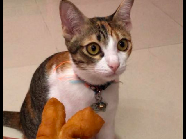 主人把食物给猫咪吃,没想到它闻了后转身就走,有这么难吃吗?休闲区蓝鸢梦想 - Www.slyday.coM 主人把食物给猫咪吃,没想到它闻了后转身就走,有这么难吃吗?休闲区蓝鸢梦想 - Www.slyday.coM