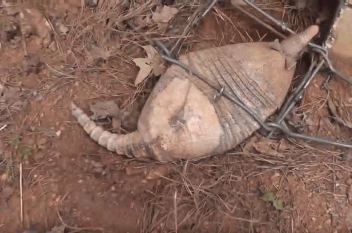 男子在自家农场设置一个陷阱眼前的东西让男子直接屏住呼吸