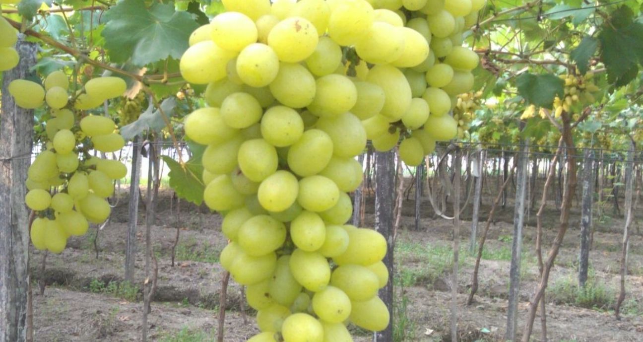 醉金香葡萄栽植技术想种青葡萄的新手老农都来看看