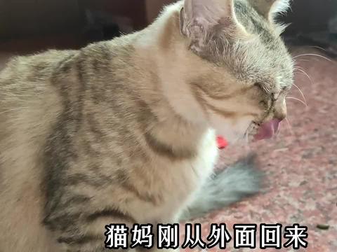 花猫脸 花猫脸最新消息 新闻 图片 视频 聚合阅读 新浪网 花猫脸 花猫脸最新消息 新闻 图片 视频 聚合阅读 新浪网