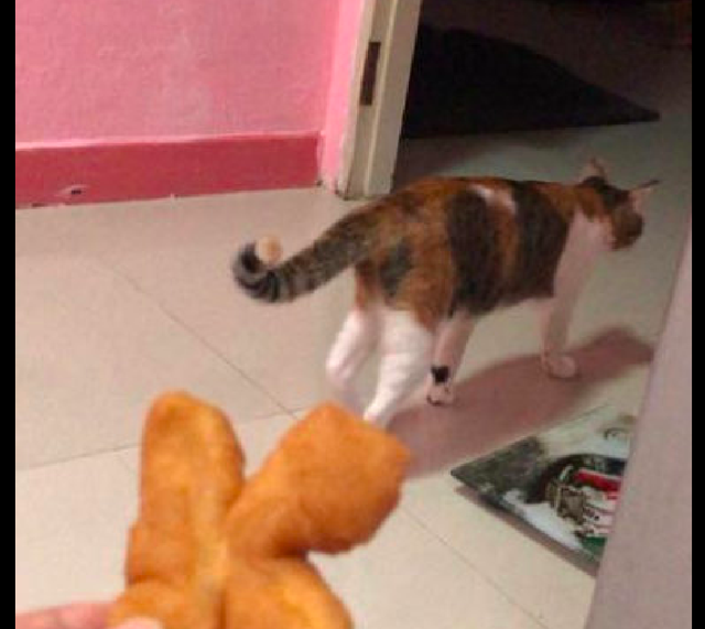 主人把食物给猫咪吃,没想到它闻了后转身就走,有这么难吃吗?休闲区蓝鸢梦想 - Www.slyday.coM 主人把食物给猫咪吃,没想到它闻了后转身就走,有这么难吃吗?休闲区蓝鸢梦想 - Www.slyday.coM