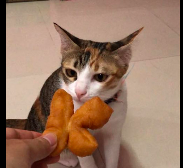 主人把食物给猫咪吃,没想到它闻了后转身就走,有这么难吃吗?休闲区蓝鸢梦想 - Www.slyday.coM 主人把食物给猫咪吃,没想到它闻了后转身就走,有这么难吃吗?休闲区蓝鸢梦想 - Www.slyday.coM