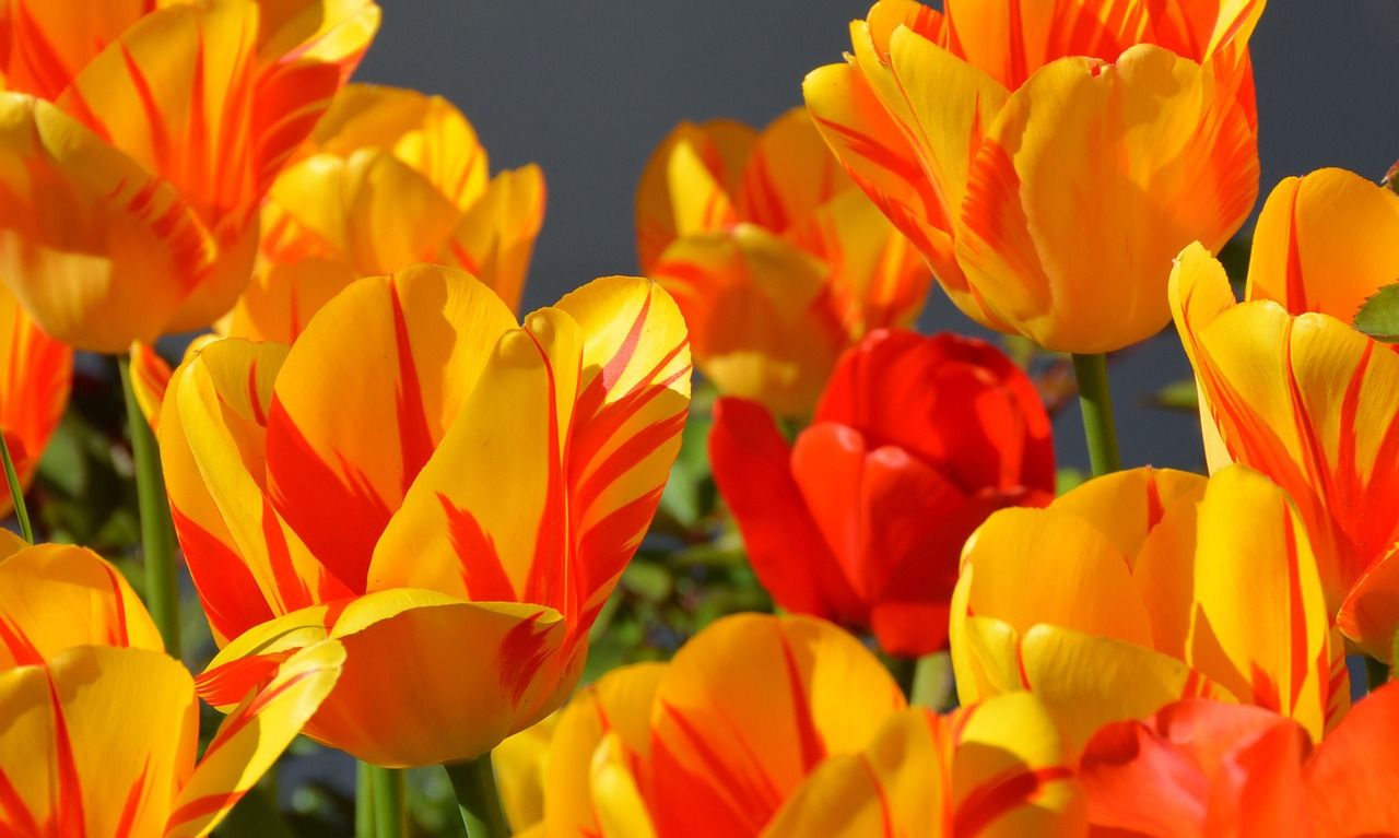 00后的田园生活