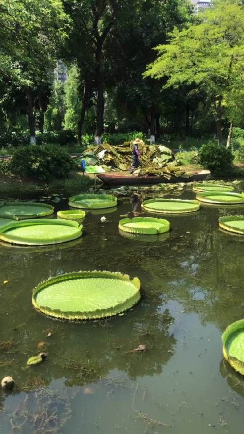 从背面看王莲叶,就是一块块的大毛肚