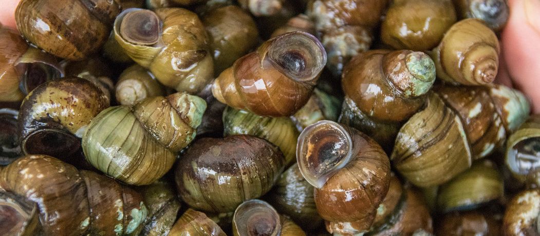 田螺营养好也可做动物性饲料人工养殖田螺新技术