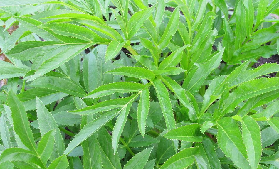 当归可以人工栽培来取得经济收入,当归高产高效栽培技术