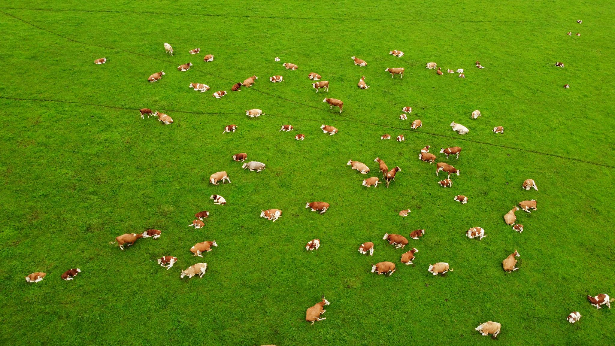 这是7月26日拍摄的乌兰毛都草原上的牛群(无人机照片).