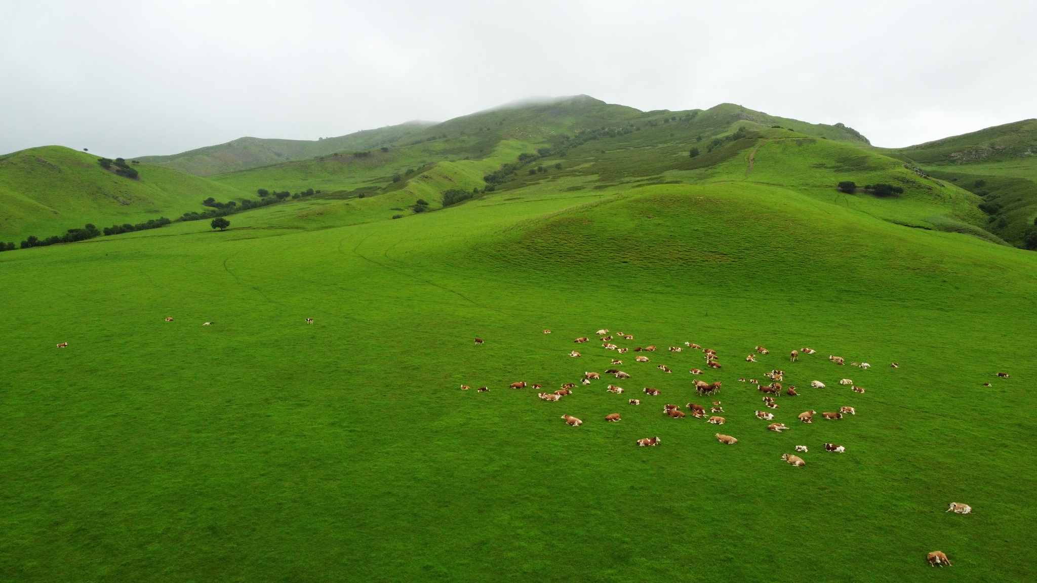 这是7月26日拍摄的乌兰毛都草原上的牛群(无人机照片).