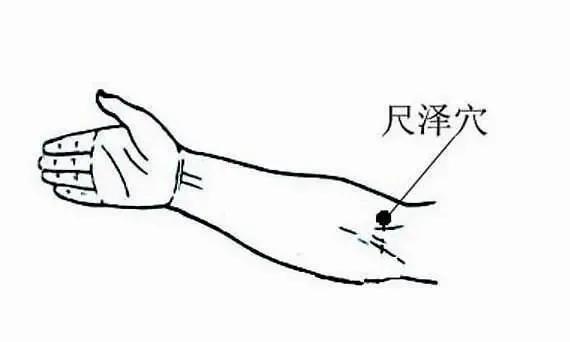 (网络配图)与合谷穴,曲池穴不同,尺泽穴的补益作用更为专一,具有补肺