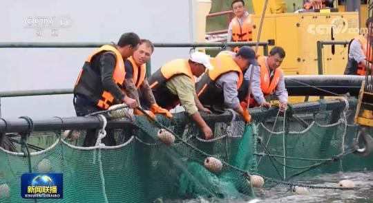 收网、起网、分捡、装箱，大家娴熟的动作就好像把牧归的羊群赶进羊圈。