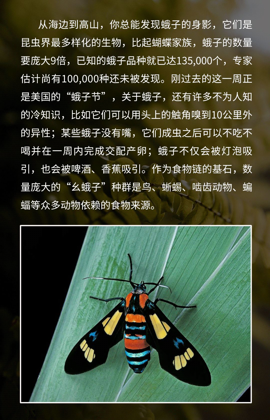 正文    蛾子遍布世界角角落落   看完了"幺蛾子