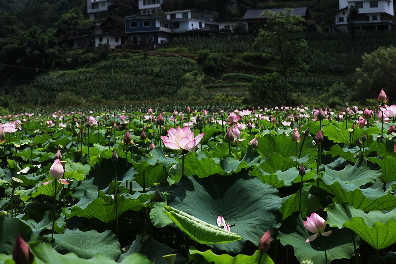荷田与民居交相辉映(央广网发&nbsp;廖唯摄)