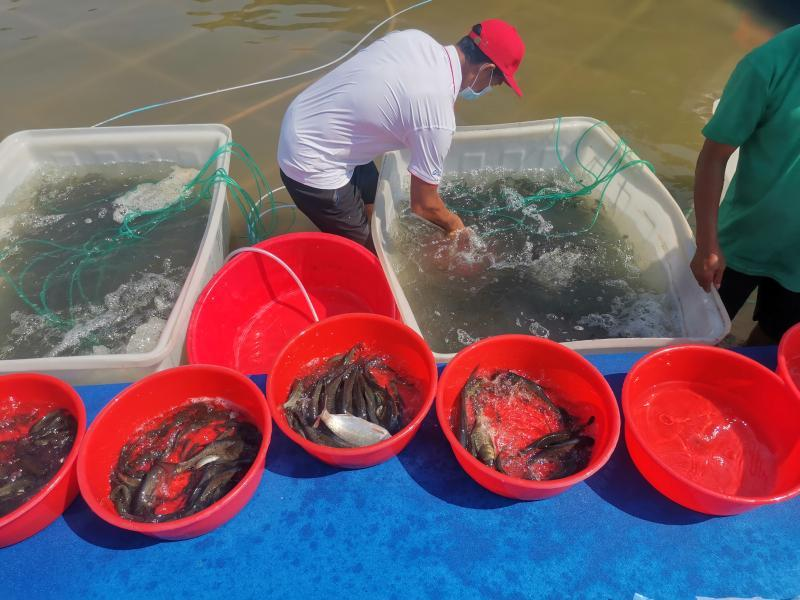 投放鱼苗10万尾佛山顺德举行增殖放流活动