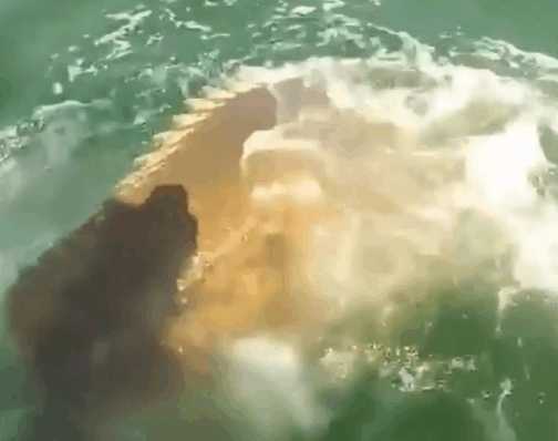 男子海中钓鱼钓到鲨鱼遭不明生物抢食,细看后男子整个人都崩溃了休闲区蓝鸢梦想 - Www.slyday.coM 男子海中钓鱼钓到鲨鱼遭不明生物抢食,细看后男子整个人都崩溃了休闲区蓝鸢梦想 - Www.slyday.coM