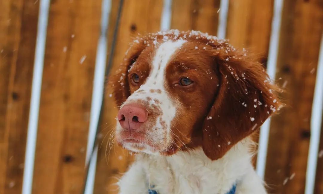 灵敏的小鼻子灵活的小嘴巴布列塔尼犬