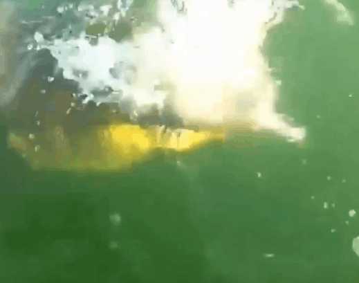 男子海中钓鱼钓到鲨鱼遭不明生物抢食,细看后男子整个人都崩溃了休闲区蓝鸢梦想 - Www.slyday.coM 男子海中钓鱼钓到鲨鱼遭不明生物抢食,细看后男子整个人都崩溃了休闲区蓝鸢梦想 - Www.slyday.coM