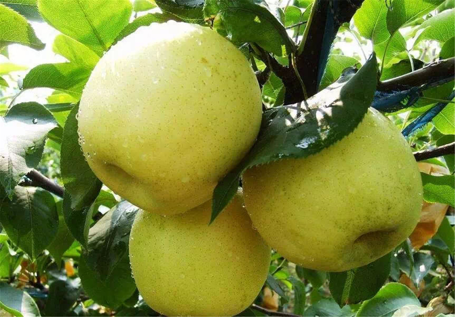 重庆水果采摘攻略:主城的梨子熟了,5大采摘基地,3元一斤真便宜