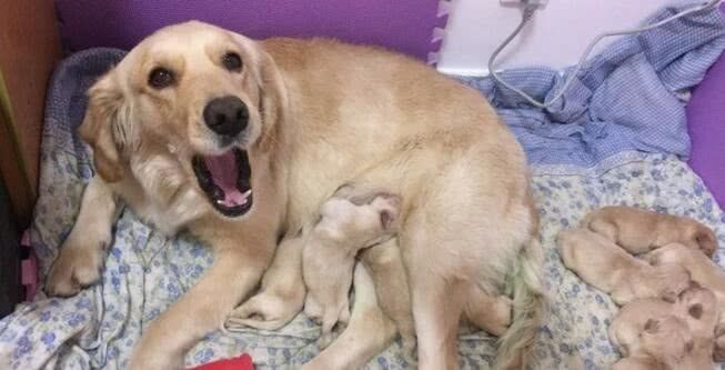 8小时生出两支篮球队,金毛妈妈照顾10狗崽,网友却这样说休闲区蓝鸢梦想 - Www.slyday.coM 8小时生出两支篮球队,金毛妈妈照顾10狗崽,网友却这样说休闲区蓝鸢梦想 - Www.slyday.coM