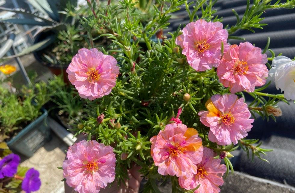 尤其是重瓣的太阳花,或是花瓣很大的那种,把十几种颜色种在一个花盆