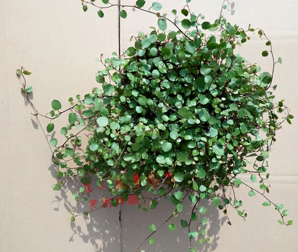 千叶吊兰怎么养学会一个扦插小技巧一个枝养一盆枝叶很好看