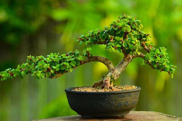 金枝玉叶这么养,枝干苍劲有力,造型漂亮颜值_盆景艺术