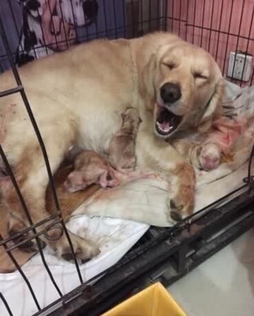 8小时生出两支篮球队,金毛妈妈照顾10狗崽,网友却这样说休闲区蓝鸢梦想 - Www.slyday.coM 8小时生出两支篮球队,金毛妈妈照顾10狗崽,网友却这样说休闲区蓝鸢梦想 - Www.slyday.coM