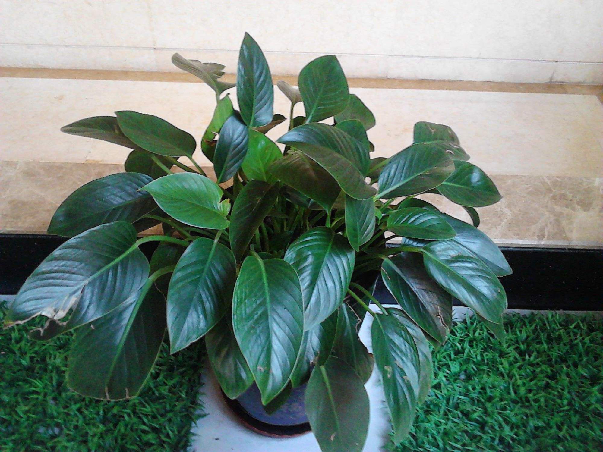 这就是金钻花的养护方法,在室内养殖非常的简单,它的叶片大,是绿颜色