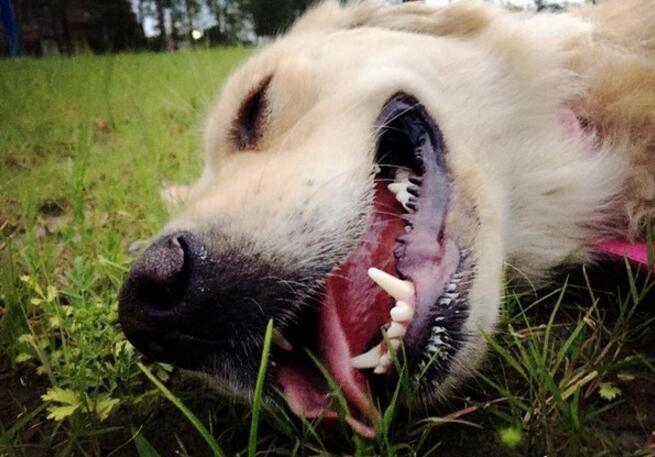 8小时生出两支篮球队,金毛妈妈照顾10狗崽,网友却这样说休闲区蓝鸢梦想 - Www.slyday.coM 8小时生出两支篮球队,金毛妈妈照顾10狗崽,网友却这样说休闲区蓝鸢梦想 - Www.slyday.coM