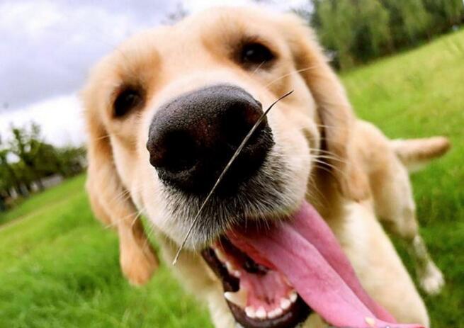 8小时生出两支篮球队,金毛妈妈照顾10狗崽,网友却这样说休闲区蓝鸢梦想 - Www.slyday.coM 8小时生出两支篮球队,金毛妈妈照顾10狗崽,网友却这样说休闲区蓝鸢梦想 - Www.slyday.coM