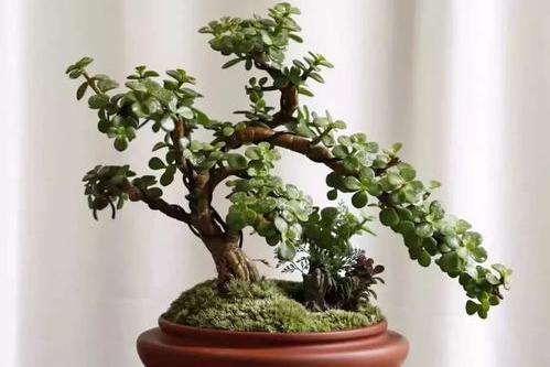 金枝玉叶这么养,枝干苍劲有力,造型漂亮颜值_盆景艺术