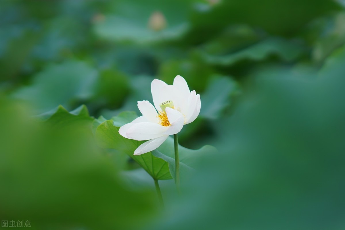 雨打芭蕉夜色微凉眉间相思自成伤