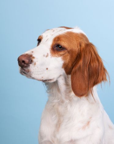 灵敏的小鼻子灵活的小嘴巴布列塔尼犬