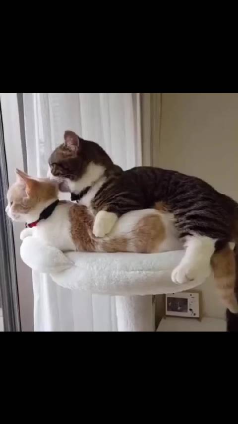 猫咪秀恩爱日常,太可爱了吧
